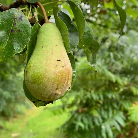 Fern Valley Tiny House Chalet *