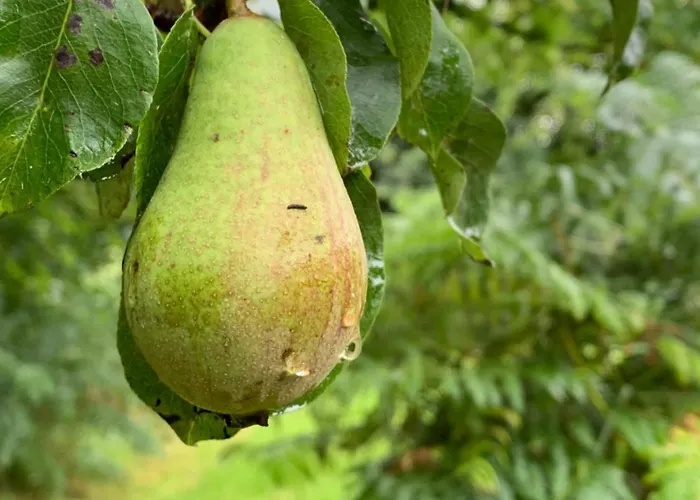 Fern Valley Tiny House Chalet *