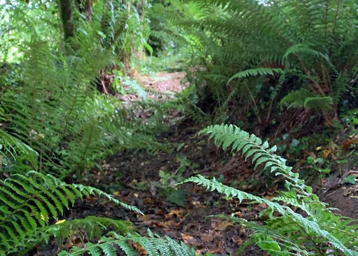 Alpesi faház Fern Valley Tiny House *